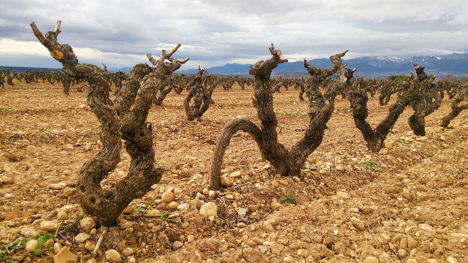 Why Old Vines Matter in Organic Spanish Wine (And Why Winemakers Refuse to Pull Them Out)