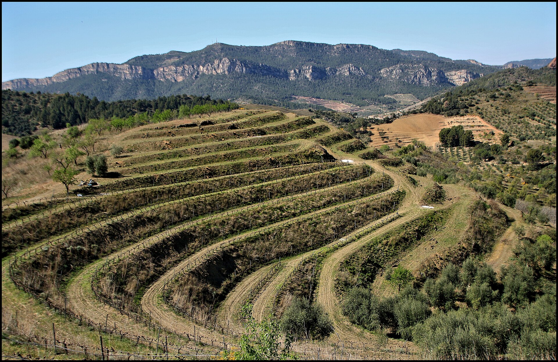 Why Is Priorat Wine So Expensive? The Hillside Explains Quite a Lot